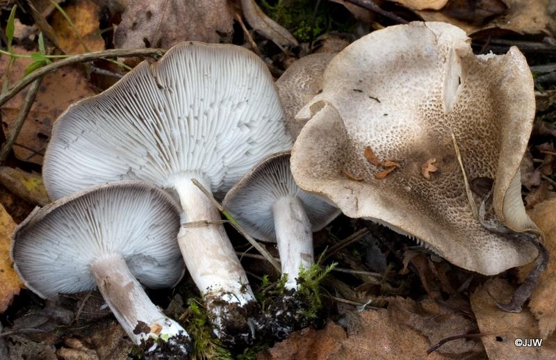 Tricholoma striatum